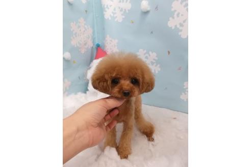販売中のティーカッププードルの親犬